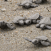 Singapore Sees Surge in Hawksbill Turtle Nesting, Reaches Five-Year High
