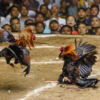 Arcilla wants clear rules for Fiesta Cockfights after police raid
