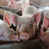 Cebu extends pork, live hog ban for 45 days amid ASF cases in Negros