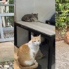 Named, Fed, and Remembered: The Lives of Cebu’s Community Cats