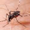 Dengue Cases Rise Sharply Across Cebu