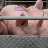 Moalboal Restricts Outside Hogs, Pork Amid ASF Threat